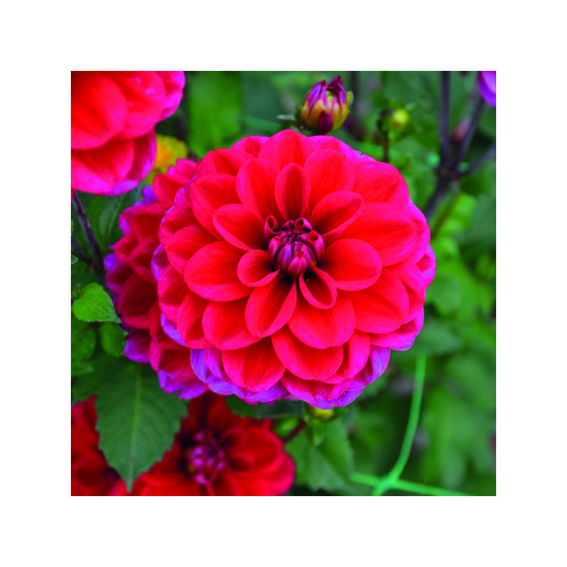 Dahlia B. Mille Feux