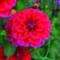 Dahlia B. Mille Feux