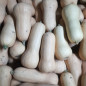 Courge butternut Courge butternut