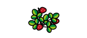 Les différents groupes de variétés de fraisiers