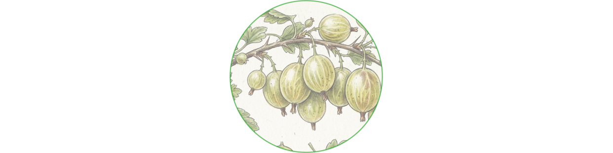 Groseillier à maquereaux | Plants robustes et productifs | Fraisiers de France