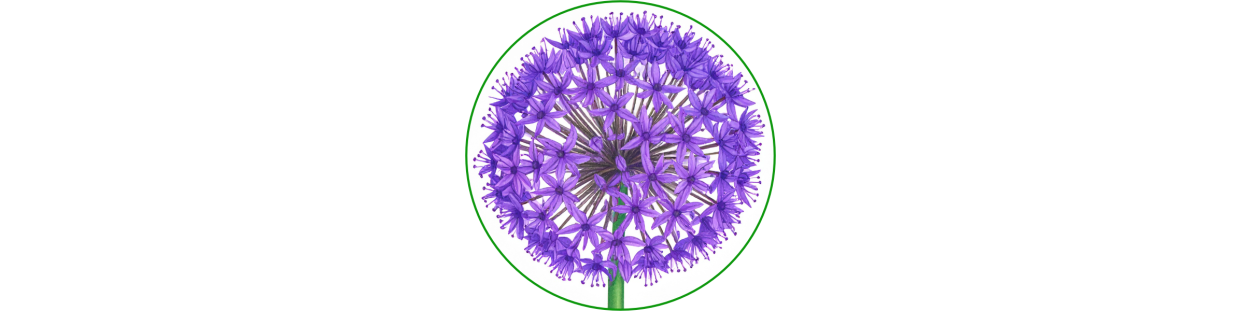 Alliums