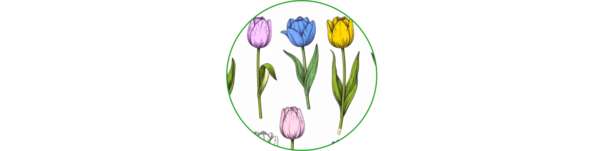 Tulipes