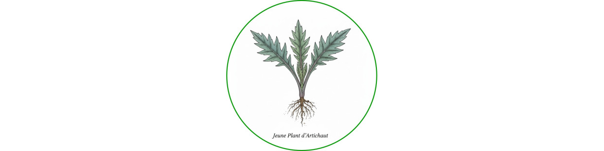 Autres Jeunes Plants