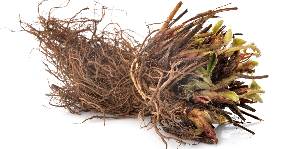 Fraisiers en racines nues