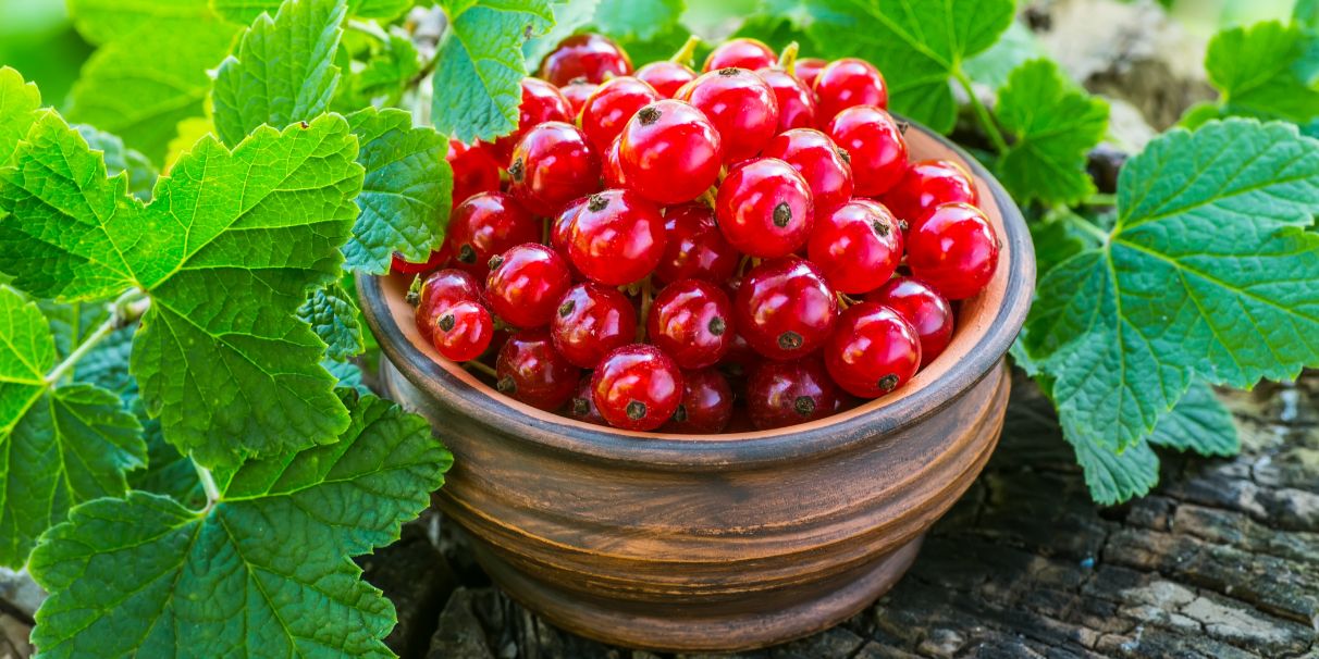 Groseilliers en racines nues