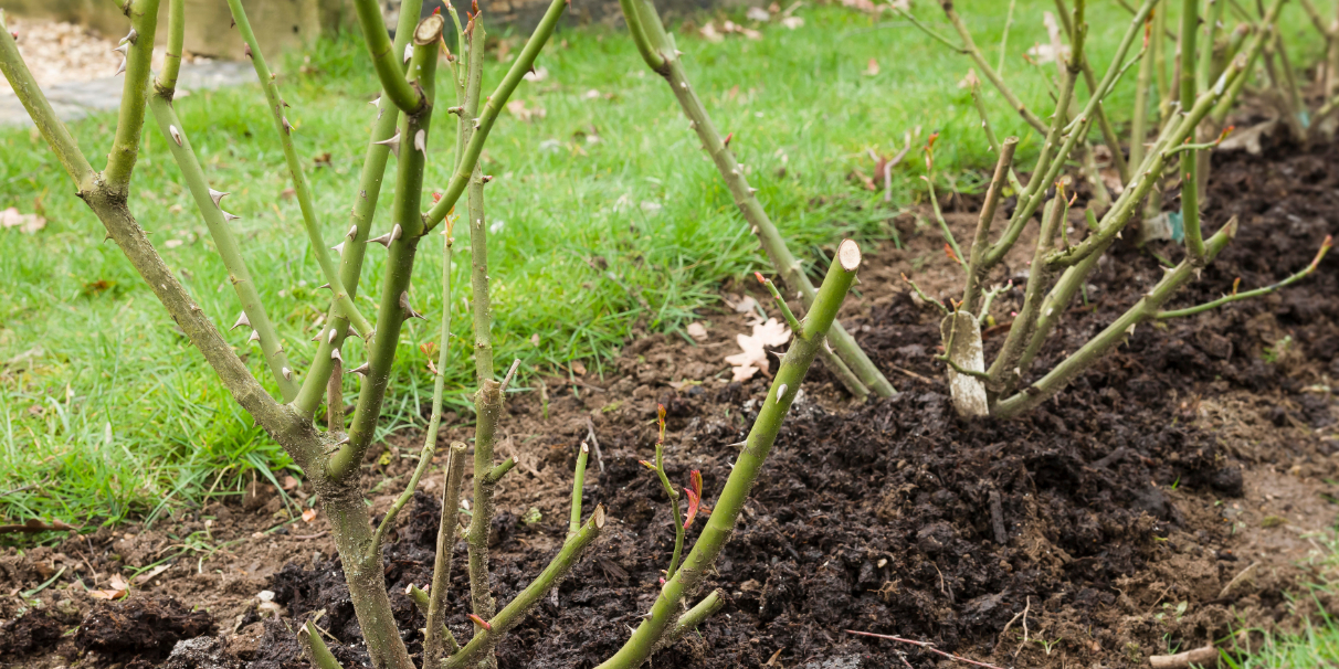 Rosiers en racines nues
