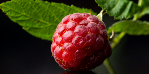 Les framboisiers en racines nues